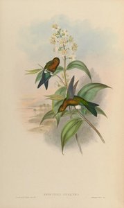 Eriocnemis mosquera door John Gould